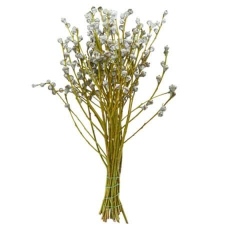 Eucalyptus 'globulus' Frucht Bund 500gr