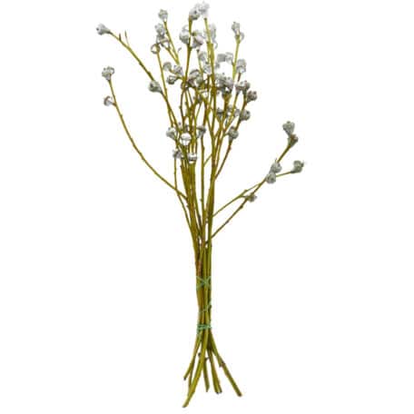 Eucalyptus 'globulus' Frucht 100gr