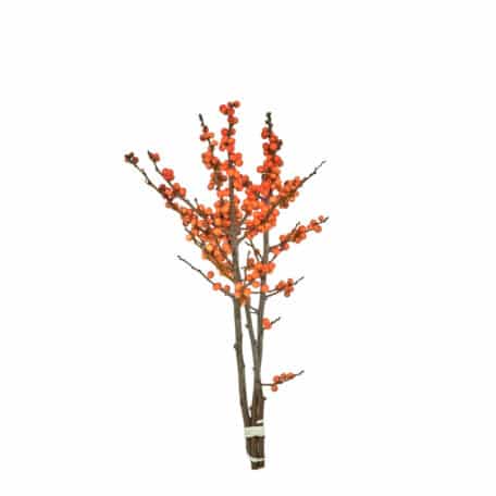 Wintergrün 'Ilex Verticillata' orange Beeren 40cm - 3 Stiele