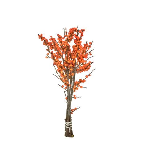 Wintergrün 'Ilex Verticillata' orange Beeren 40cm - 5 Stiele