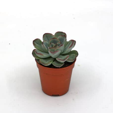 Advents-Echeveria 'pelucida' 5.5cm Topf