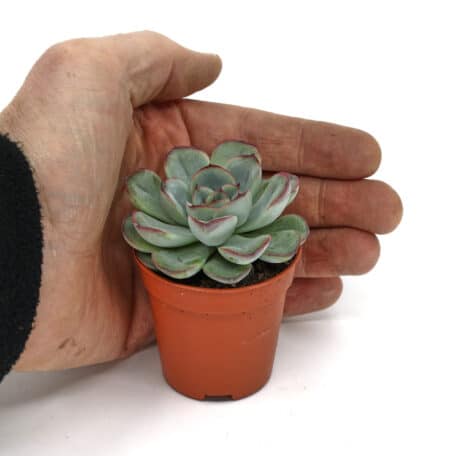 Advents-Echeveria 'pelucida' 5.5cm Topf