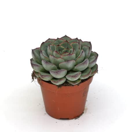 Advents-Echeveria 'pelucida' 8.5cm Topf