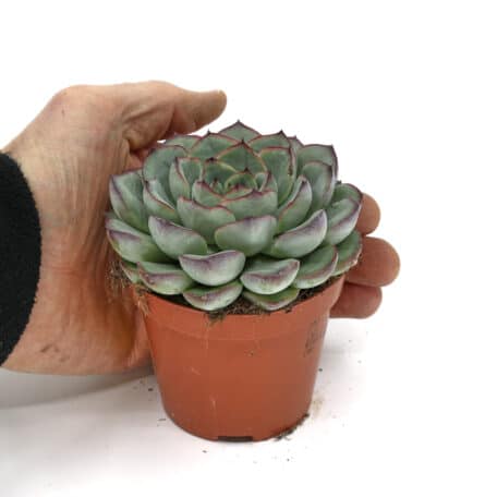 Advents-Echeveria 'pelucida' 8.5cm Topf