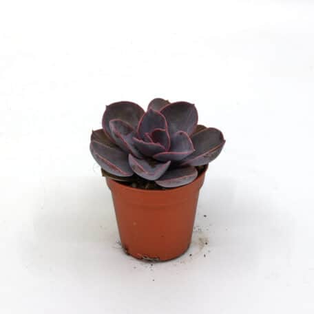 Advents-Echeveria 'Perle von Nürnberg' 5.5cm Topf