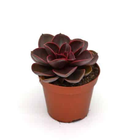 Advents-Echeveria 'Perle von Nürnberg' 8.5cm Topf