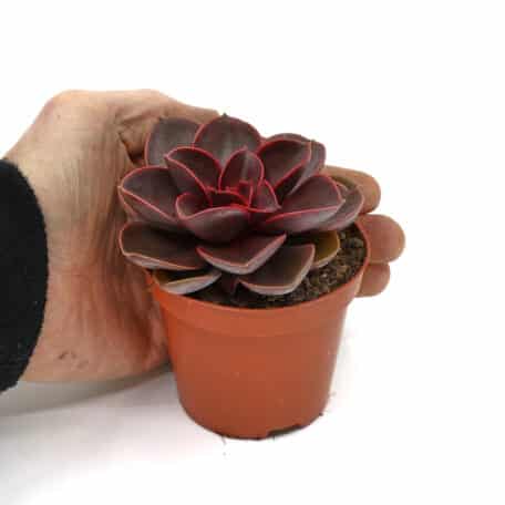 Advents-Echeveria 'Perle von Nürnberg' 8.5cm Topf