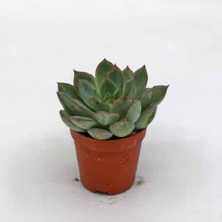 Advents-Echeveria 'Pulidonis' 5.5cm Topf