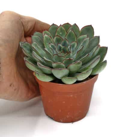 Advents-Echeveria 'Pulidonis' 8.5cm Topf