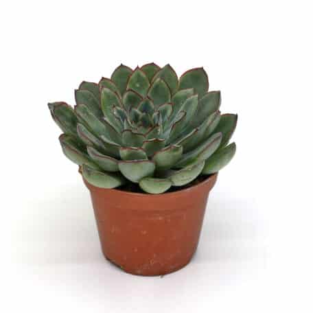 Advents-Echeveria 'Pulidonis' 8.5cm Topf