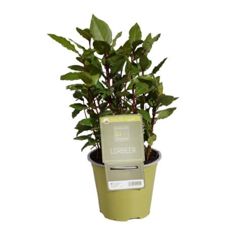 Laurier-épices 'SunnyHerbs' pot de 14cm