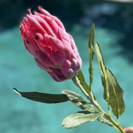 Künstliche Protea Rosa