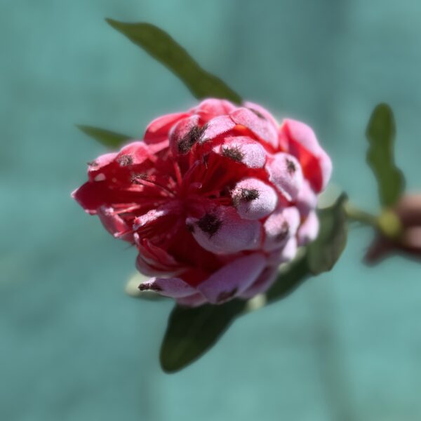 Künstliche Protea Rosa - Bild 3
