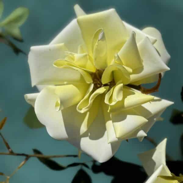 Künstliche Rosen Zartgelb – Image 3