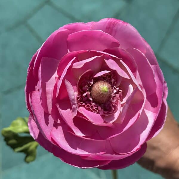 Künstlicher Hahnenfuss Zweig Rosa - Bild 3