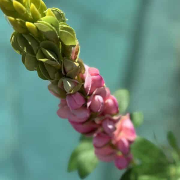 Künstliche Lupinen Rosa – Image 3