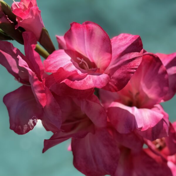 Künstliche Gladiole Pink - Bild 3