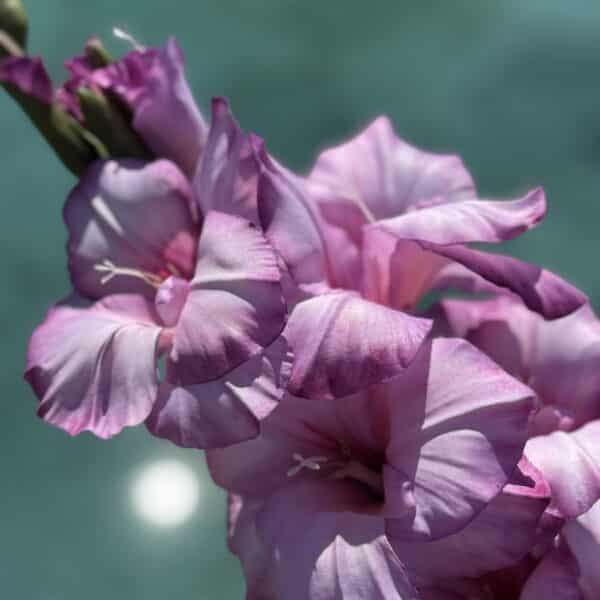 Künstliche Gladiole Rosa - Bild 3