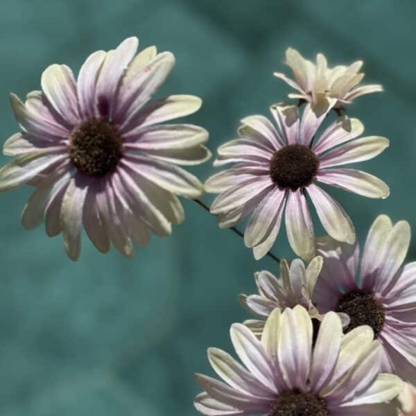Künstlicher Margerite Zweig Creme-Mauve - Bild 3