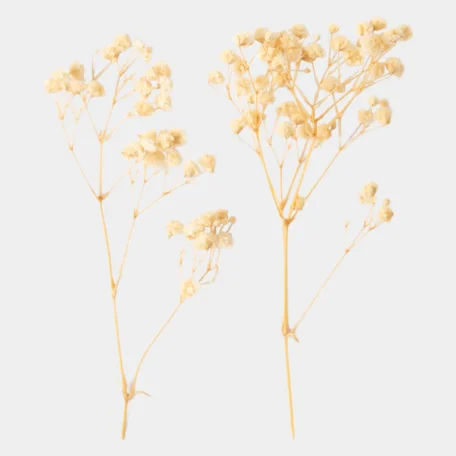 Gypsophila getrocknet