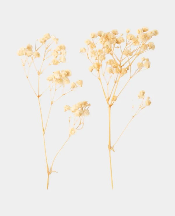 Gypsophila getrocknet - Bild 2