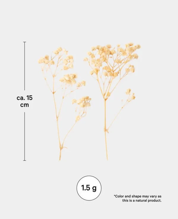 Gypsophila getrocknet - Bild 3