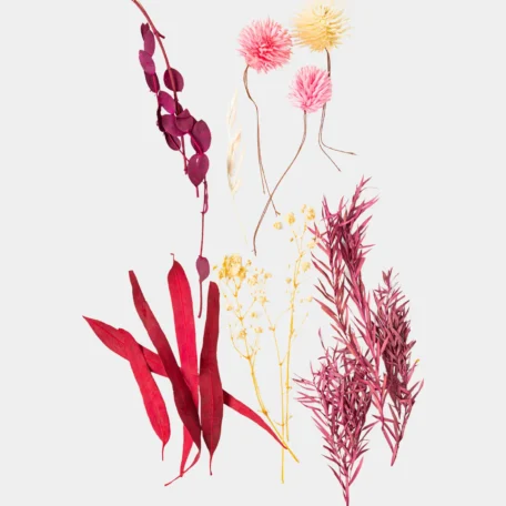 Trockenblumenset, Violett-Rosa