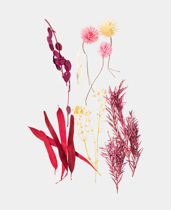 Trockenblumenset, Violett-Rosa – Image 2