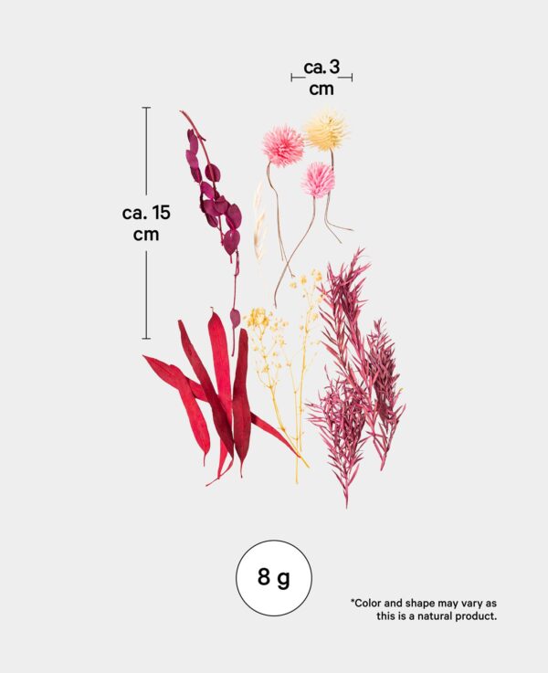 Trockenblumenset, Violett-Rosa – Image 3