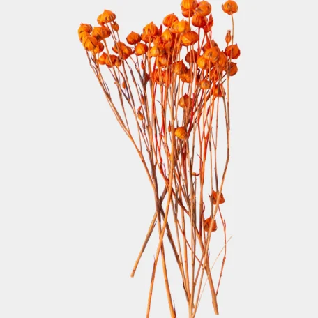 Lino Gras, Orange