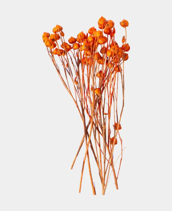 Lino Gras, Orange - Bild 2