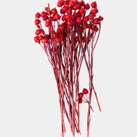 Lino Gras, Rot