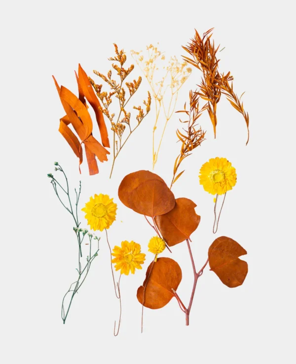 Trockenblumenset, Goldene Ernte – Image 2