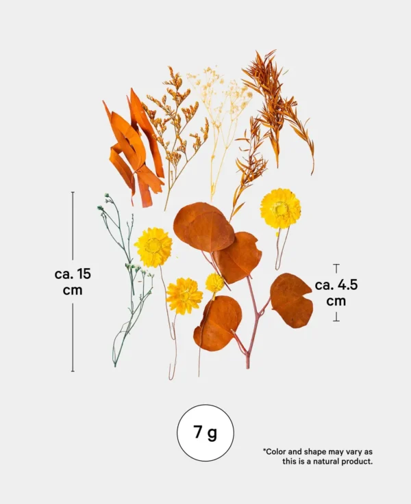 Trockenblumenset, Goldene Ernte – Image 3