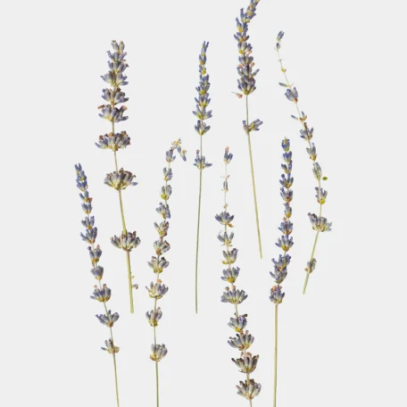 Lavendel getrocknet