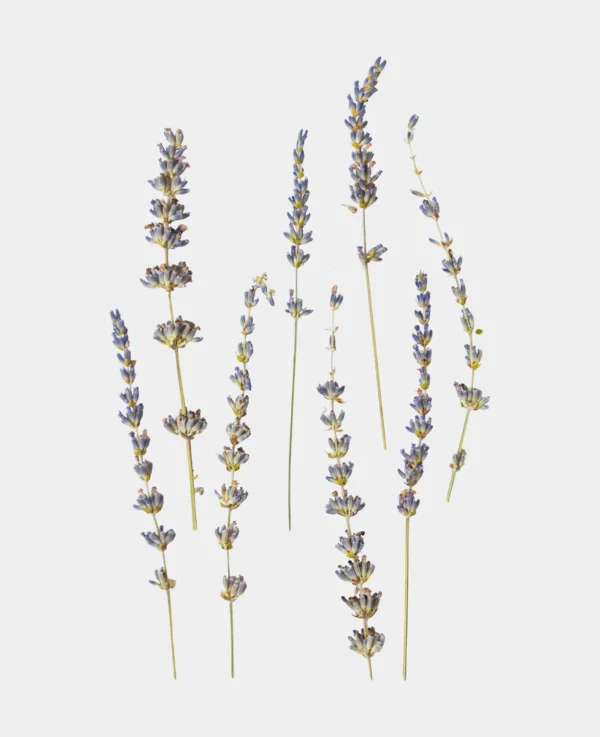 Lavendel getrocknet - Bild 2