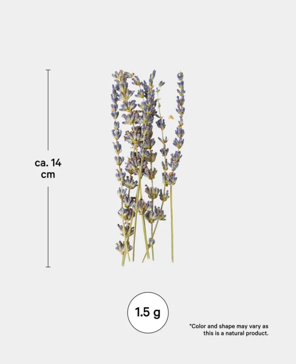 Lavendel getrocknet - Bild 3