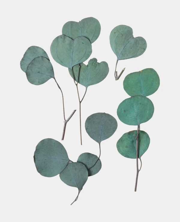 Eucalyptus getrocknet, Dunkelblau – Image 2
