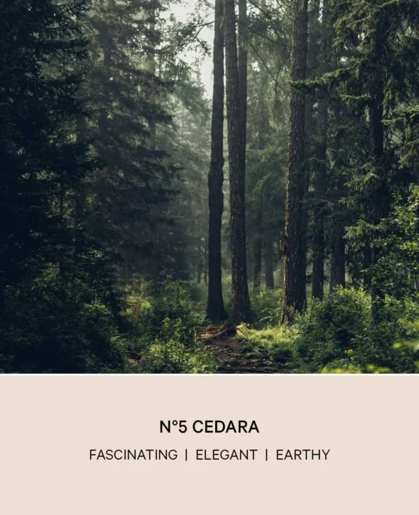 No 5 Cedara Raumspray, “Mossy Woods” - Bild 4