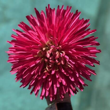Künstliche Chrysantheme