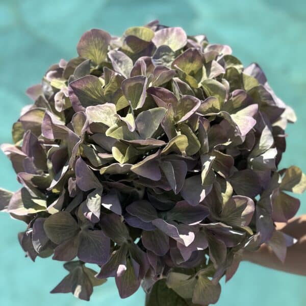 Künstliche XL-Hortensie Grün-Violett - Bild 4