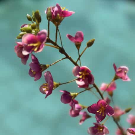 Künstlicher Primula