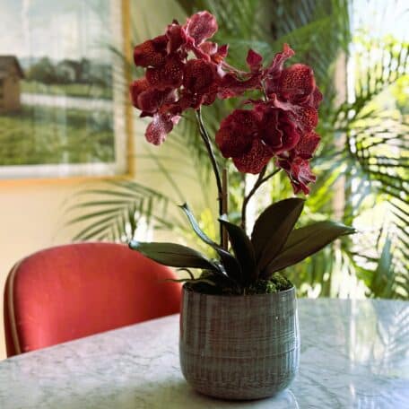 Künstliche Orchideen in Topf eingepflanzt weinrot