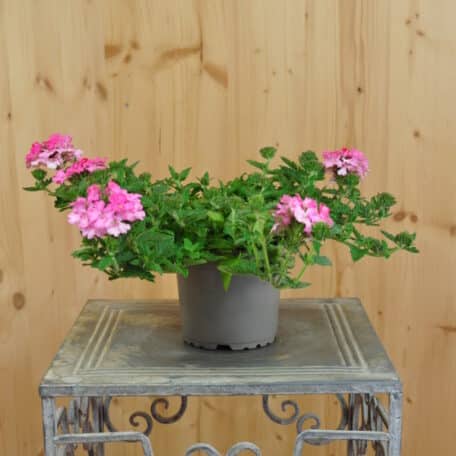 Eisenkraut - Verbena Cultivars - 4 Stück