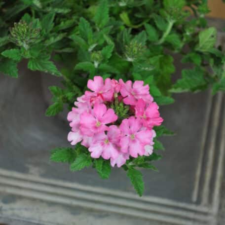 Eisenkraut - Verbena Cultivars - 4 Stück