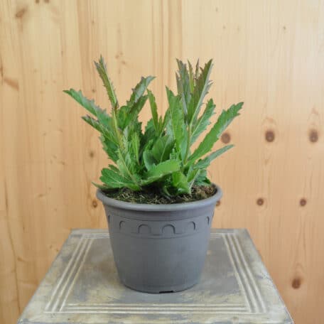 Steifes Eisenkraut - Verbena Cultivars 2 Stück