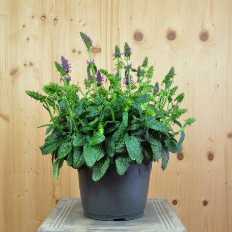 Echter Ziest - Stachys officinalis