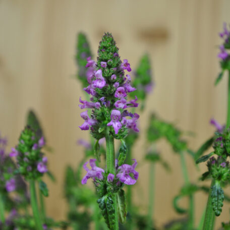 Echter Ziest - Stachys officinalis