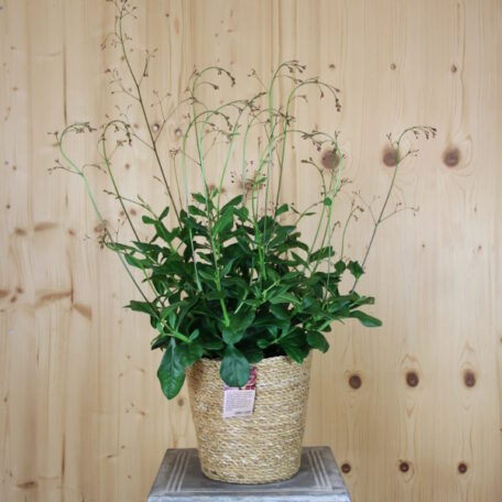 Erdginseng - Talinum paniculatum