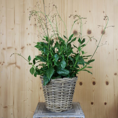 Erdginseng - Talinum paniculatum